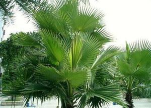 saw palmetto saw palmetto