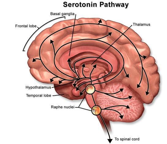 How Long for 5htp to Work for anxiety How Long for 5htp to Work for anxiety