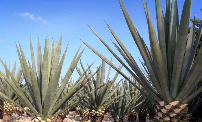 Agave inulin vs Chicory inulin Agave inulin vs Chicory inulin