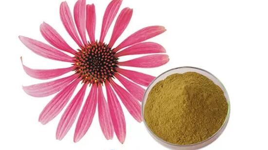 Echinacea Goldenseal Ekstrakt
