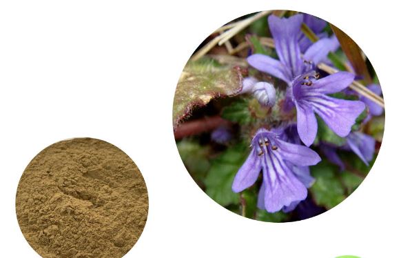 Ajuga Turkestanica ekstraktpulver