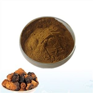 Chaga Extract Powder