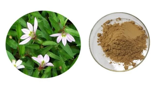 Lobelia urtepulver