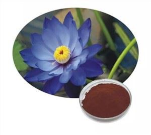Blått lotusekstraktpulver